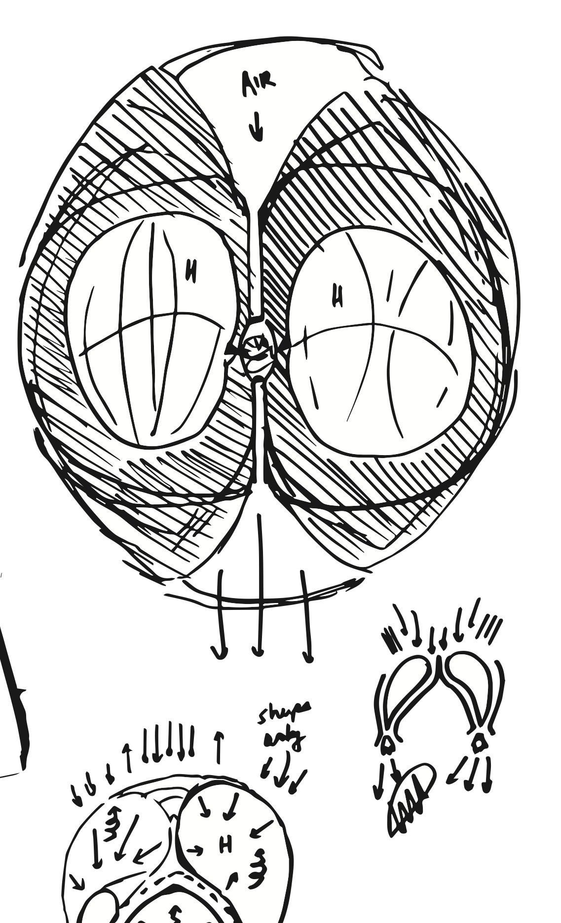 Hydrogen lift body, 2019